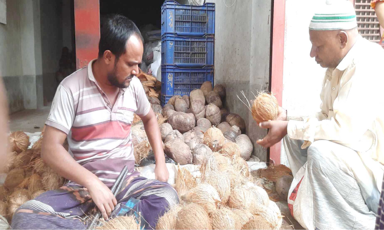 দুর্গাপূজা ঘিরে কদর বেড়েছে নারিকেলের