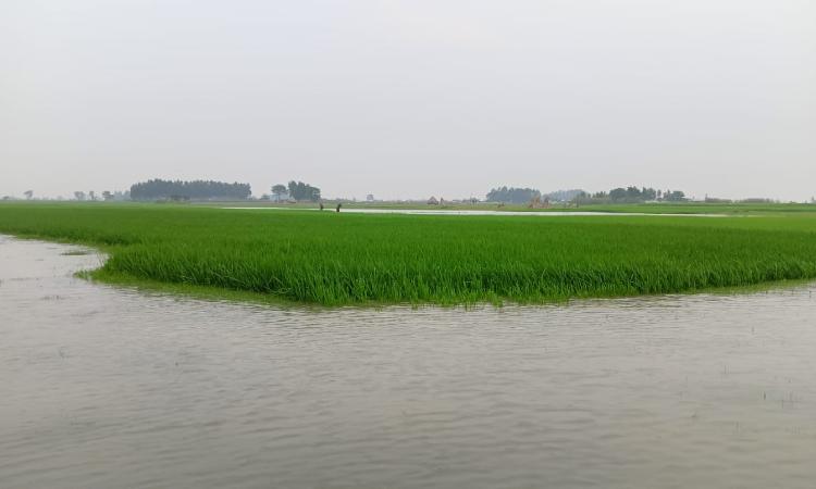 ব্রহ্মপুত্রের পানিবৃদ্ধি; ভাঙনে তলিয়েছে আবাদি জমি