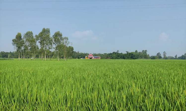 রোপা আমনের সবুজ পাতায় দোল খাচ্ছে কৃষকের সোনালী স্বপ্ন