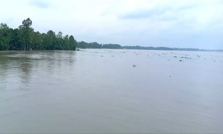 বাড়ছে যমুনার পানি, তলিয়ে গেছে ফসলি জমি