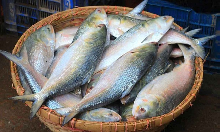 ইলিশ রফতানিতে পূরণ হয়নি অনুমোদিত কোটা