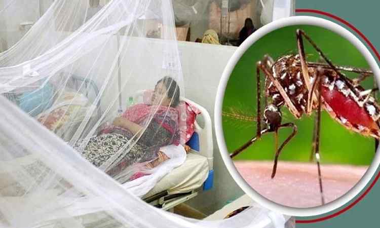 ডেঙ্গুতে আরও ৪ জনের মৃত্যু, হাসপাতালে ভর্তি ৬৬০