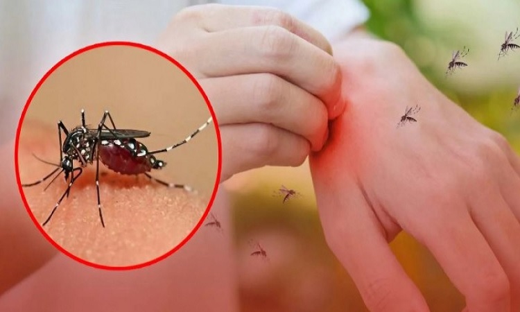 এডিস মশা থেকে শিশুকে রক্ষা করতে করণীয়