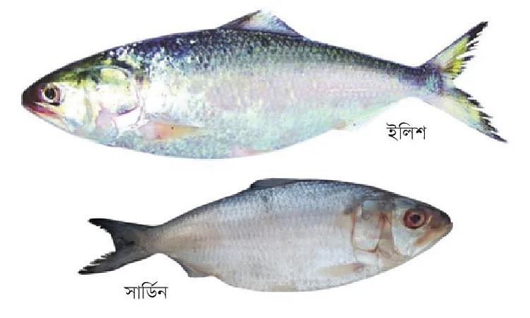 ইলিশ ও সার্ডিনের পার্থক্য বুঝবেন কীভাবে?