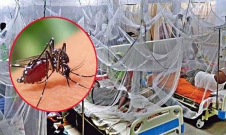 ডেঙ্গুতে আরও ৮ জনের মৃত্যু, হাসপাতালে ভর্তি ১১০৮