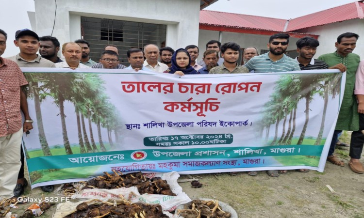 শালিখার ইকোপার্কে ১২০০ তালের চারা রোপণ