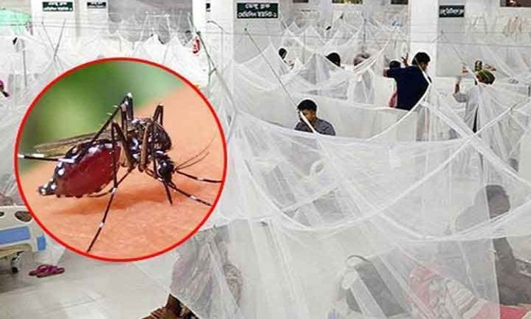 ডেঙ্গুতে আরও ৮ জনের মৃত্যু, হাসপাতালে ভর্তি ১১০০