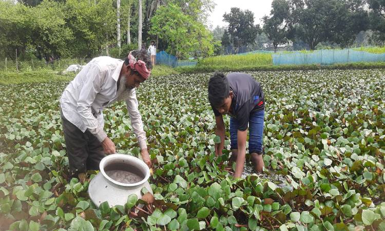 সিংড়ায় পানিফল সংগ্রহে ব্যস্ত কৃষক