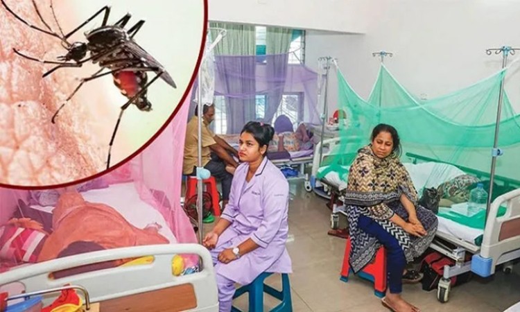 ডেঙ্গুতে আরও ৭ জনের মৃত্যু, হাসপাতালে ভর্তি ১১৩৯