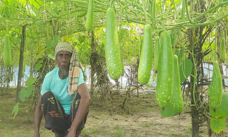সিংড়ায় লাউ চাষে সফল প্রান্তিক কৃষক ময়দান