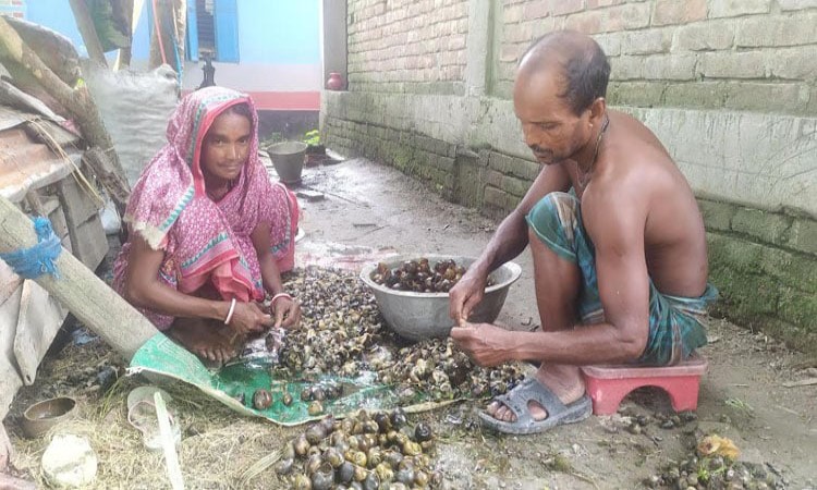 নড়াইলের খাল-বিলের পানিতে শামুক বিলুপ্তির পথে