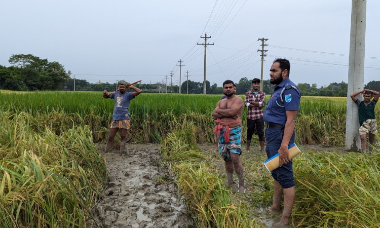 ধানক্ষেত থেকে অজ্ঞাত যুবতীর অর্ধগলিত মরদেহ উদ্ধার
