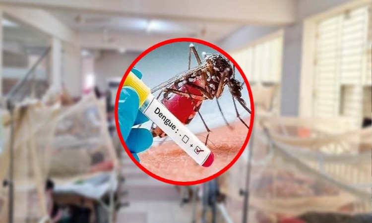 ডেঙ্গু : এক সপ্তাহে ৩২ জনের মৃত্যু, হাসপাতালে ৭২৪১