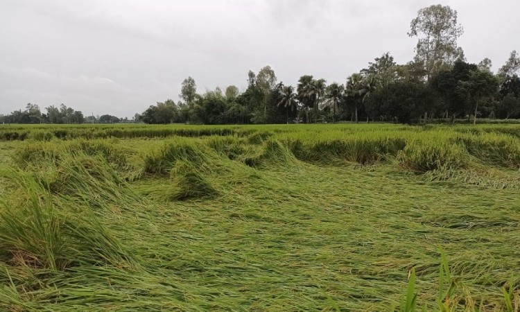 ঘূর্ণিঝড়ের নুয়ে পড়েছে ধানক্ষেত, বড় লোকসানের শঙ্কা