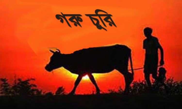 আত্রাইয়ে কৃষকের গোয়াল ঘর থেকে গরু চুরি