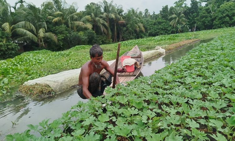 না‌জিরপু‌রে ভাসমান বেডে চারা চাষ ক‌রে সাফল্য অর্জন