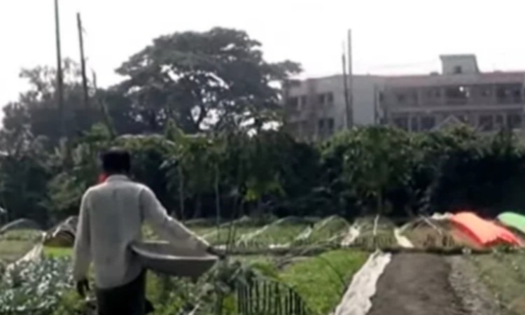 ব্রাহ্মণবাড়িয়ায় শীতকালীন সবজি আবাদে ব্যস্ত চাষীরা