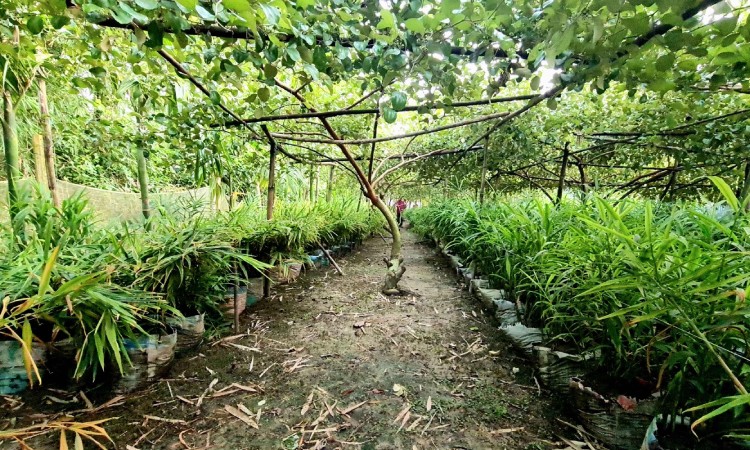 সিংড়ায় বস্তায় আদা চাষে আগ্রহ বাড়ছে কৃষকদের