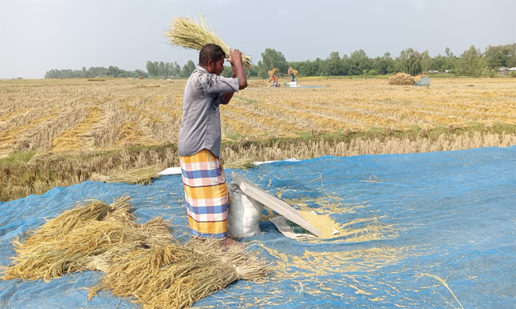 ‘মঙ্গা তাড়ানো’ ধানে তিস্তা চরের কৃষকের মুখে হাসি