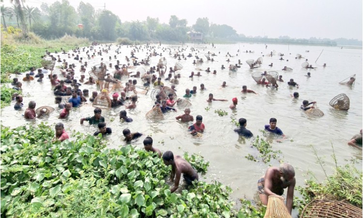 চলনবিলে শৌখিন মৎস্য শিকারীদের পলো উৎসব
