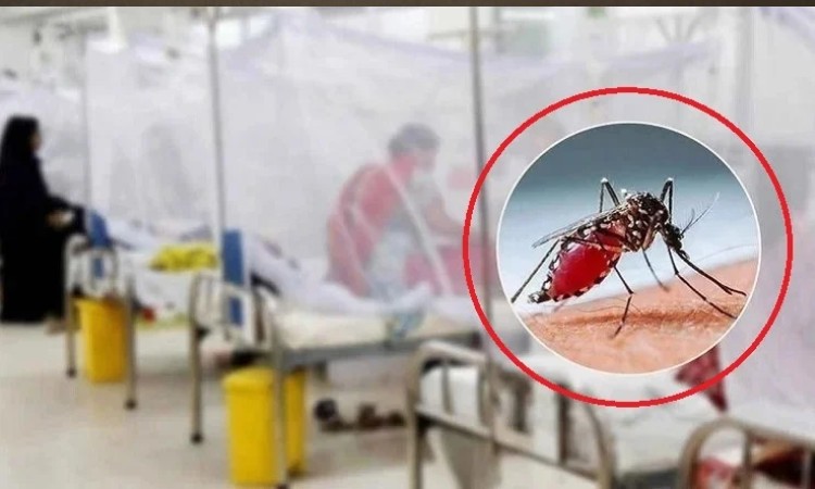 ডেঙ্গুতে আরও ৪ জনের মৃত্যু, হাসপাতালে ভর্তি ১৩০৬