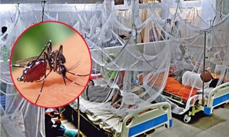 ডেঙ্গুতে আরও ৬ জনের মৃত্যু, হাসপাতালে ভর্তি ১২৯৭