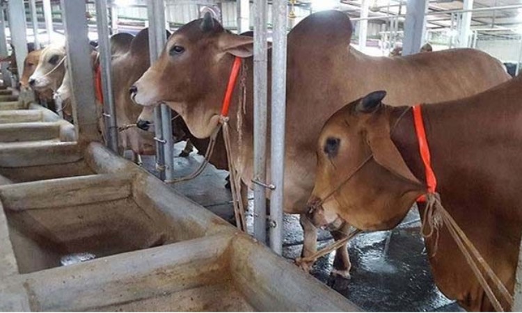 রাণীনগরে পুলিশ পরিচয়ে জিম্মি করে খামার থেকে গরু লুট