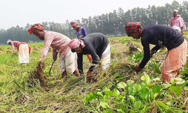 সিংড়ায় আমন ধানের ফলন কমলেও বেড়েছে রোপার ফলন