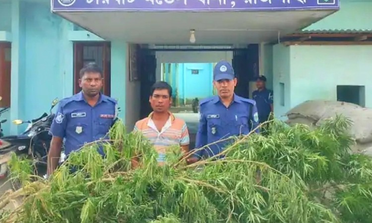 রাজশাহীতে নয় লক্ষাধিক টাকার গাঁজার গাছসহ আটক ১