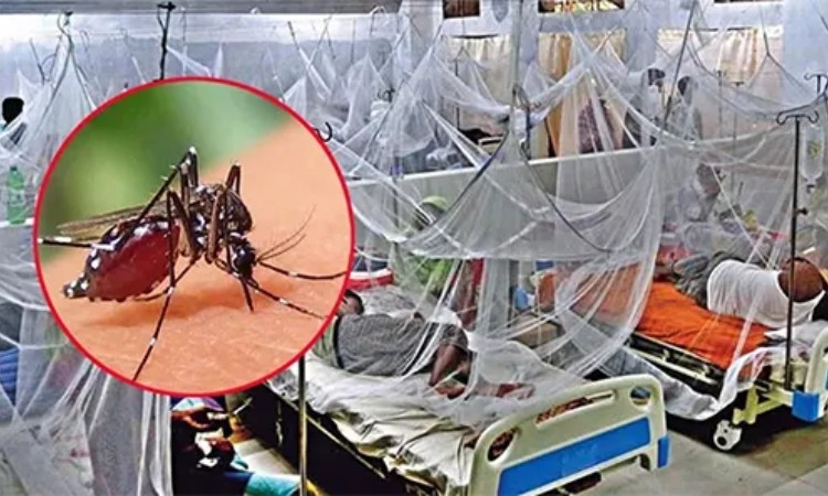 ডেঙ্গুতে আরও ৫ জনের মৃত্যু, হাসপাতালে ভর্তি ১৩৩৭