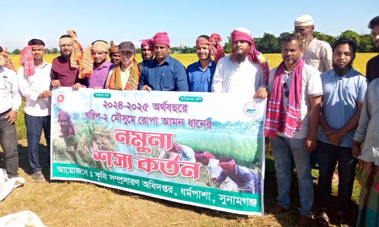 ধর্মপাশায় রোপা আমন ধানের নমুনা শস্য কর্তন