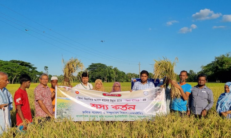 কৃষকের মুখে হাসি ফোটাচ্ছে উচ্চফলনশীল ‘বিনা ধান ২৬’
