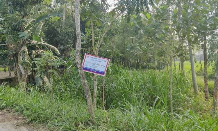 রাস্তার ধারের পতিত জমিতে ঘাস চাষে লাভবান খামারিরা
