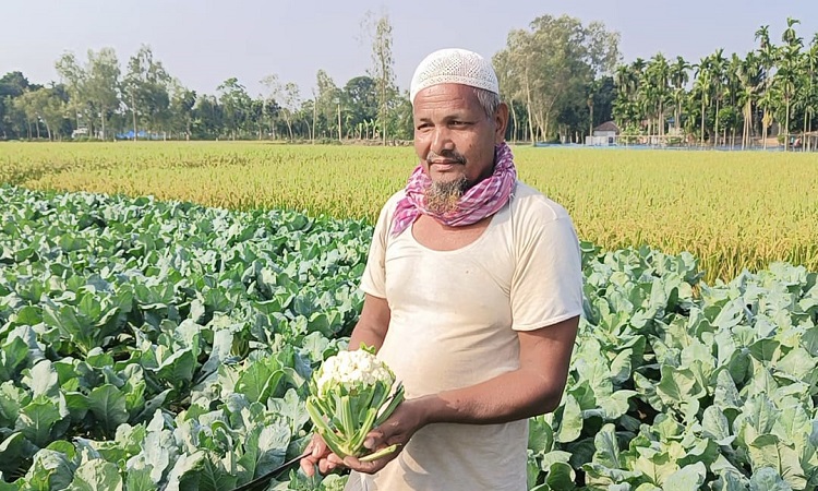আগাম ফুলকপি চাষে ঘুরে দাঁড়ানোর স্বপ্ন কৃষকের