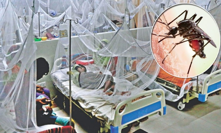 ডেঙ্গুতে আরও ৮ জনের মৃত্যু, হাসপাতালে ভর্তি ৯৯৪