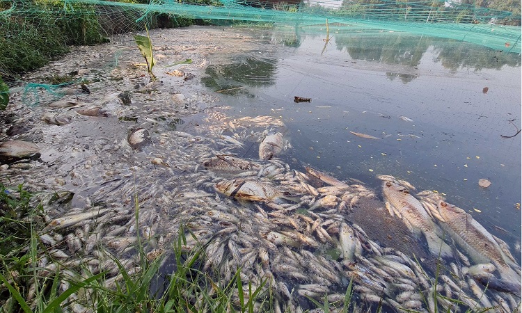 পুকুরে বিষ প্রয়োগ, অর্ধ কোটি টাকার ক্ষতি