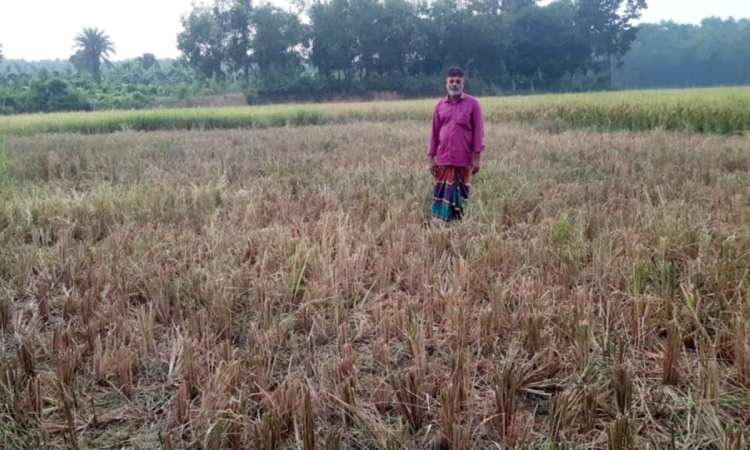 ভালুকায় জমি দখল ও ধান কেটে নিয়ে যাওয়ার অভিযোগ
