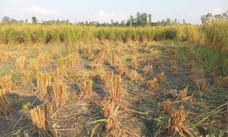 চিলমারীতে রাতে জমির পাকা ধান কেটে নেয়ার অভিযোগ