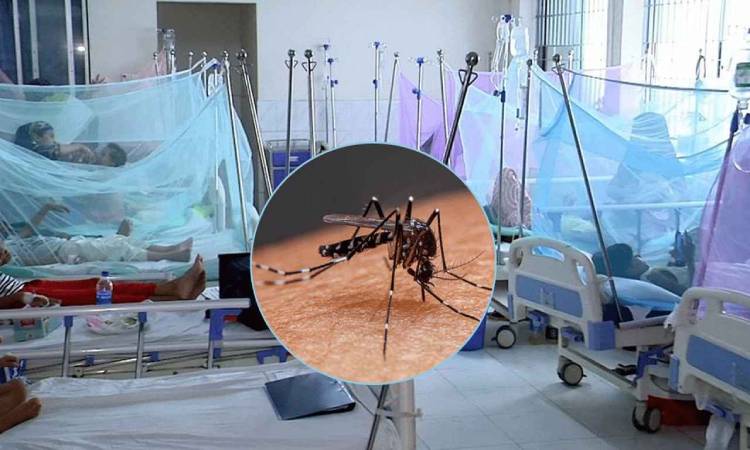 ডেঙ্গুতে আরও ৫ জনের মৃত্যু, হাসপাতালে ভর্তি ১০৩৪