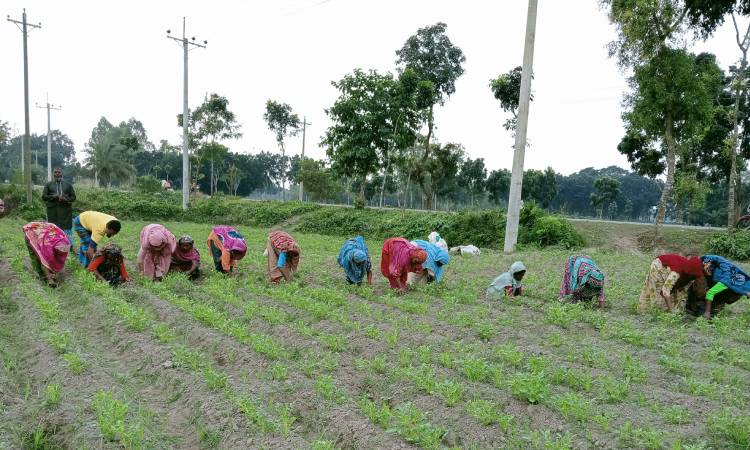 খানসামায় আলু রোপণ ও পরিচর্যায় ব্যস্ত কৃষক