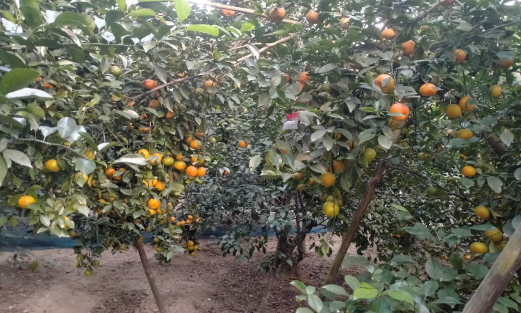 চায়না কমলা চাষ করে প্রবাস ফেরত দুই যুবকের চমক!