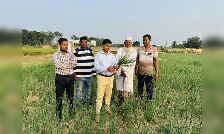কুষ্টিয়ায় মুড়িকাটা পেয়াঁজ; বেড়েছে উৎপাদন খরচ, ছাড়িয়েছে লক্ষ্যমাত্রা