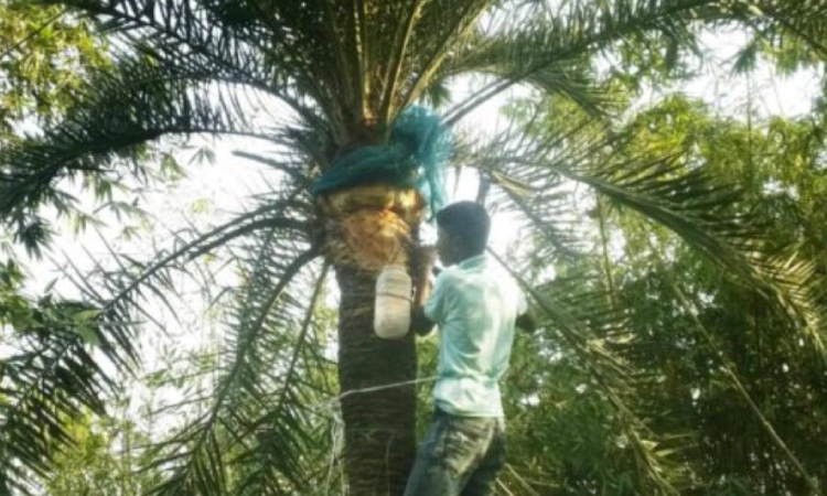 চাঁপাইনবাবগঞ্জে হারিয়ে যাচ্ছে খেজুর গাছ ও রস