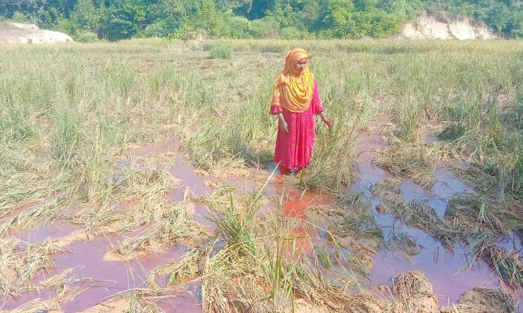 লামায় বন্যহাতির তাণ্ডবে ৬ কৃষকের জমির ধান নষ্ট