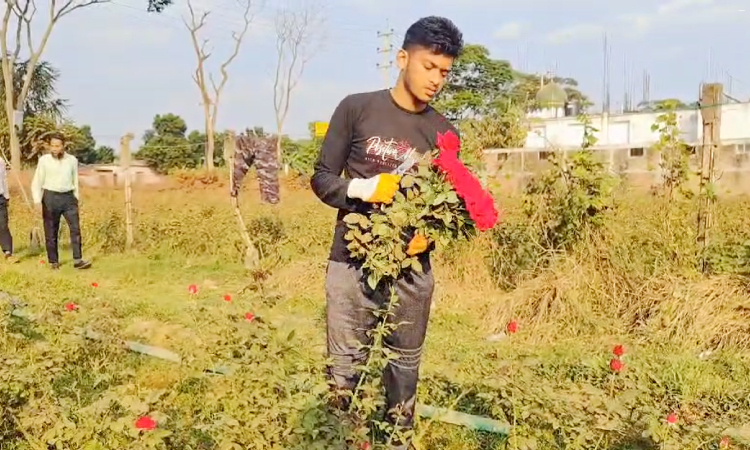 সাভারে গোলাপের উৎপাদন কম, বেড়েছে দাম