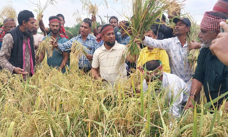 কৃষকের ধান কেটে ঘরে তুলে দিচ্ছেন বিএনপির নেতা-কর্মীরা