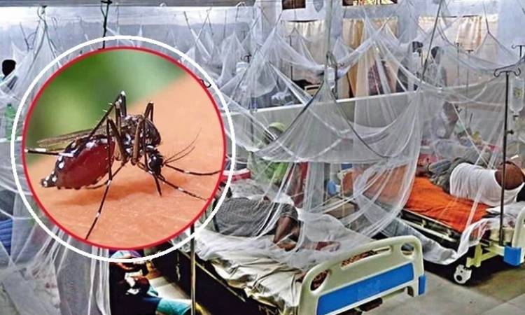 ডেঙ্গুতে আরো ৩ জনের মৃত্যু, শনাক্ত ৭০৫