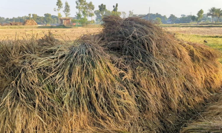 ভালুকায় পুলিশের বিরুদ্ধে বিরোধপূর্ণ জমির ধান বিক্রির অভিযোগ