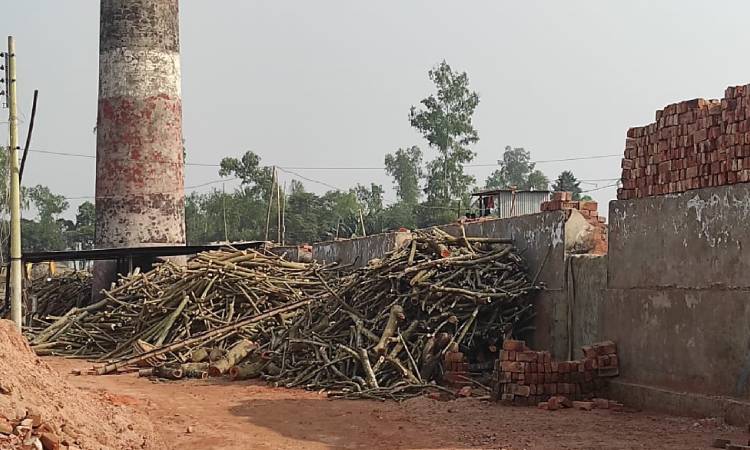 ইটভাটায় পুড়ছে বনের কাঠ, নজরদারি নেই প্রশাসনের