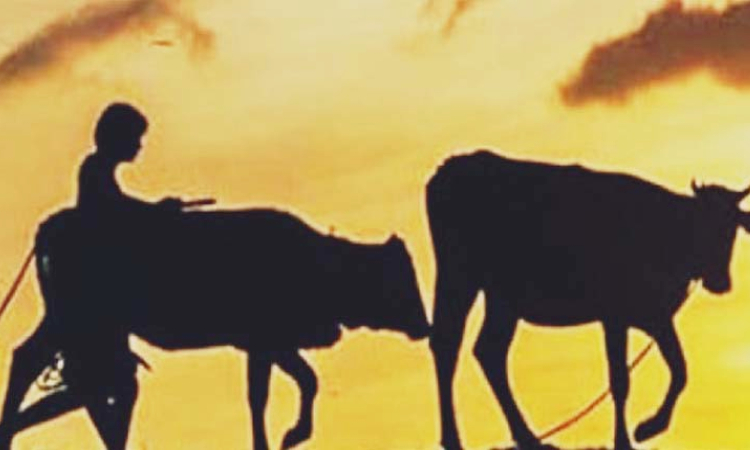 রাণীনগরে গোয়াল ঘর থেকে গরু চুরি